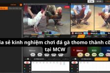 Khám Phá Thế Giới Độc Đáo Của Đá Gà Thomo Tại MCW